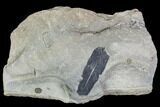 Pennsylvanian Fossil Fern (Macroneuropteris) Leaflet - Kentucky #112908-1